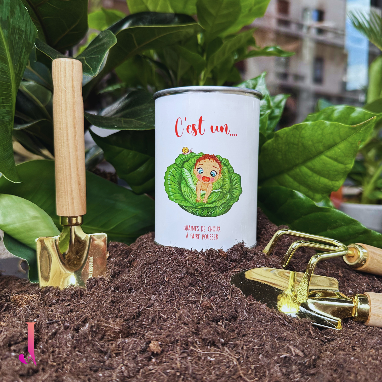 Boîte à pousser - Choux