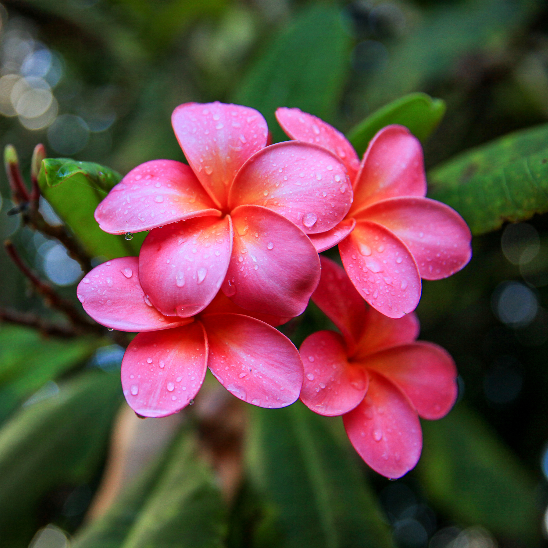 Les traditions florales à Hawaï