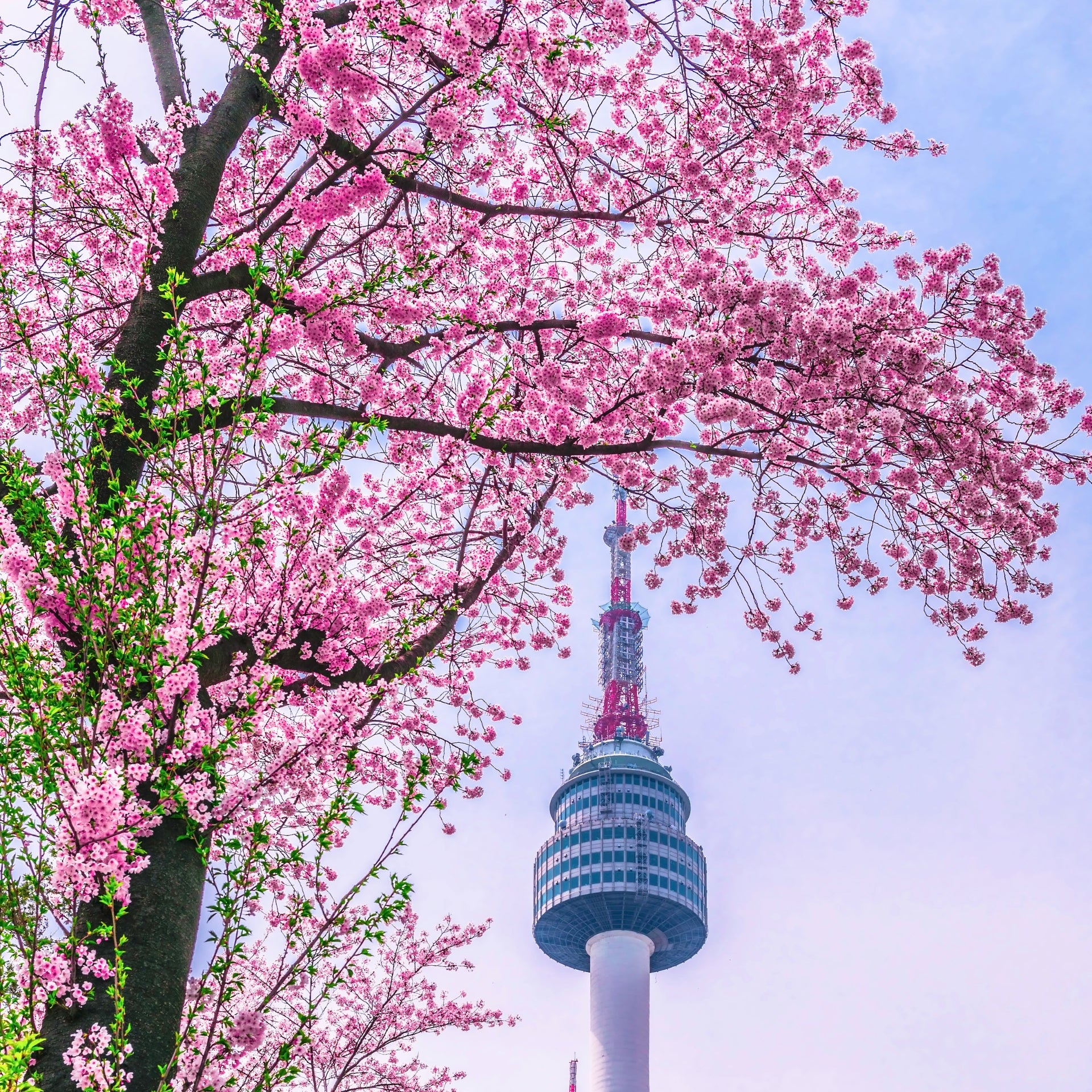 Les fleurs dans la culture asiatique