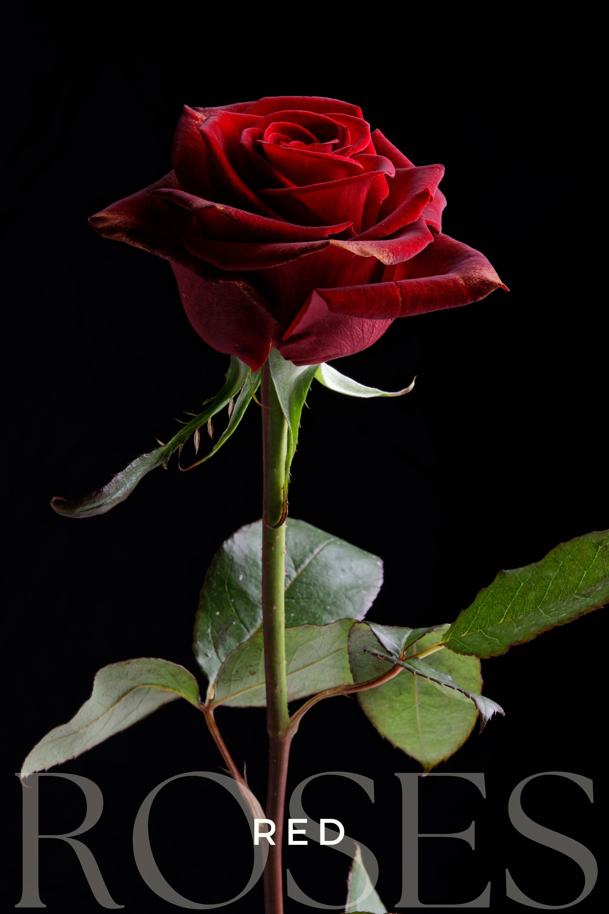 Valentine's Red Roses