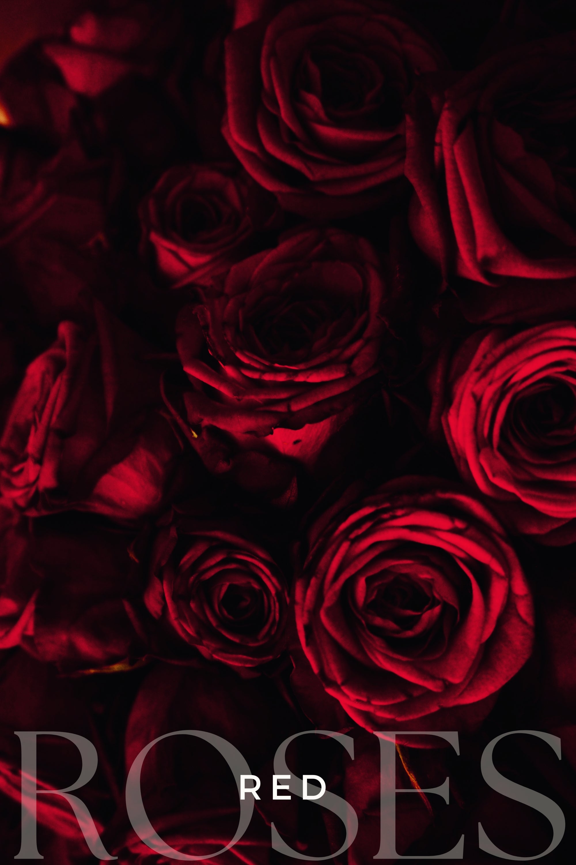 Valentine's Red Roses